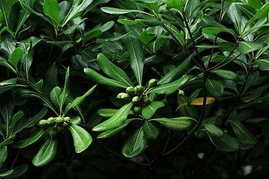 《拳皇15》新视频演示三部曲主角阿修各项招式